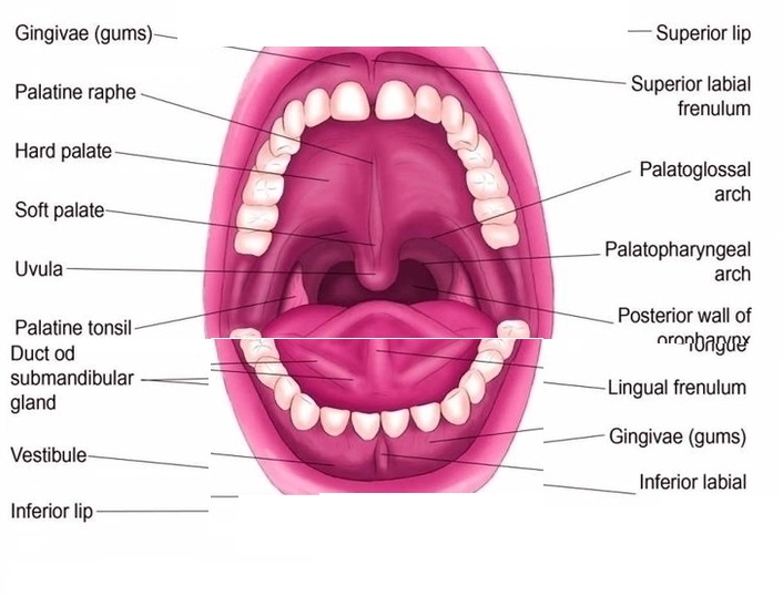 Teeth Diagram Anatomy System Human Body Anatomy Diagram And