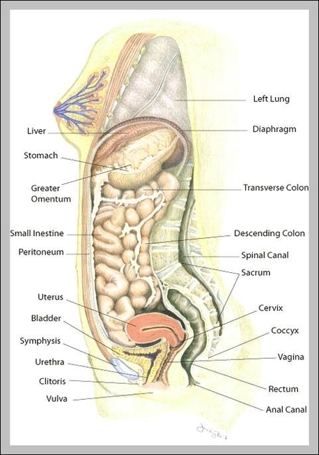 uterus location | Anatomy System - Human Body Anatomy diagram and chart