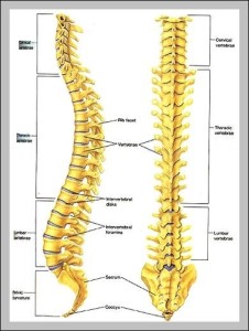 vertebral bones | Anatomy System - Human Body Anatomy diagram and chart