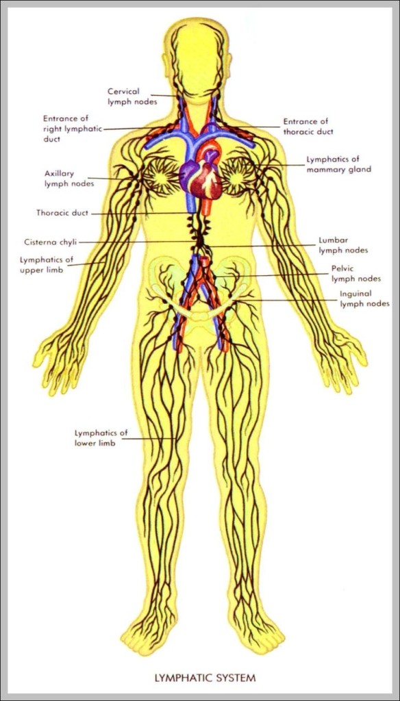 Human Anatomy Lymphatic System