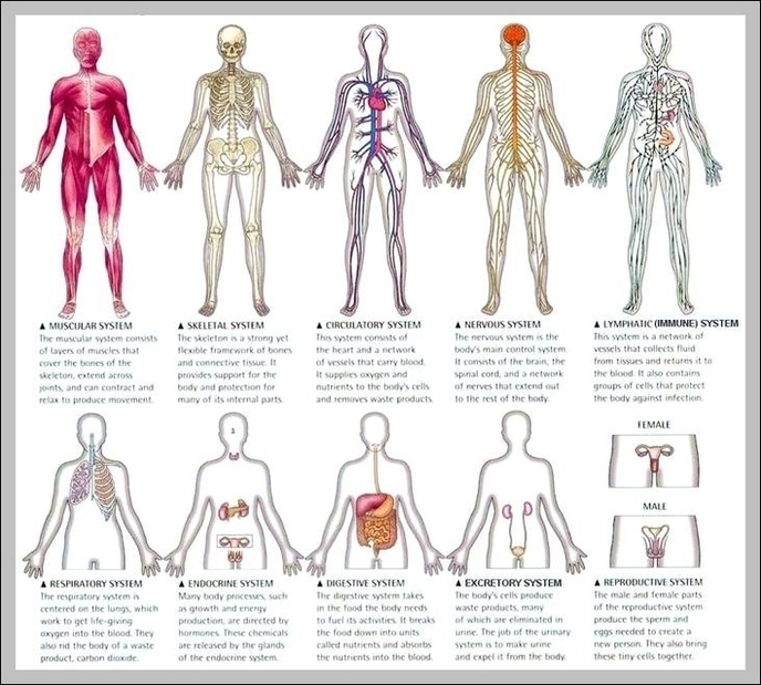 12 Organ Systems Image