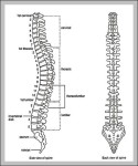 12th vertebrae