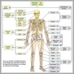 206 bones of the body diagram | Anatomy System - Human Body Anatomy ...