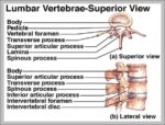 2nd Vertebrae Image