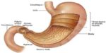 3 Layers Of Stomach Muscles