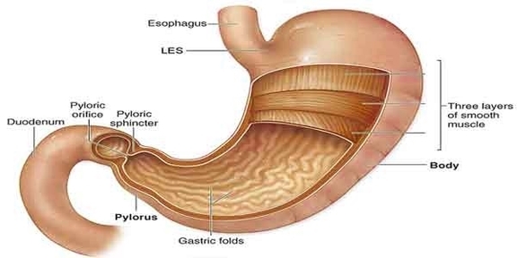 3 Layers Of Stomach Muscles