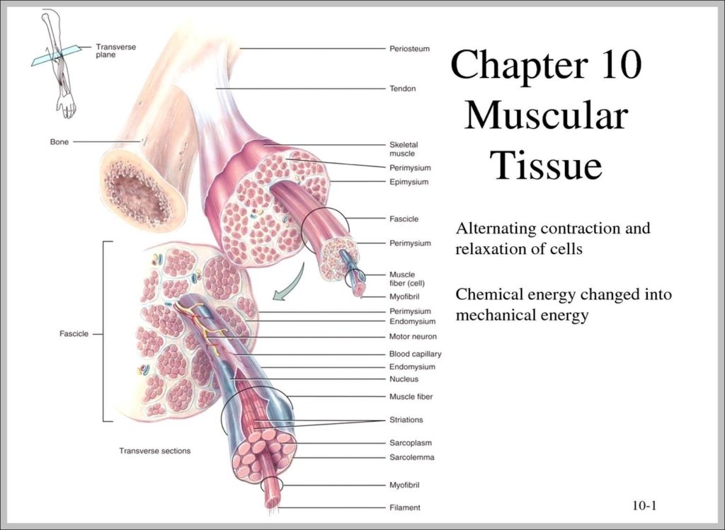 3 Types Of Muscle Tissue Image