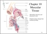 3 Types Of Muscle Tissue Image