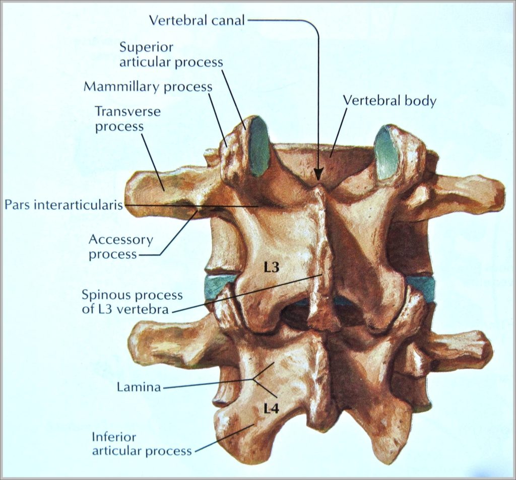 3rd Vertebrae Image