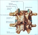 3rd Vertebrae Image