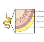 4 Layers Of Stomach Wall