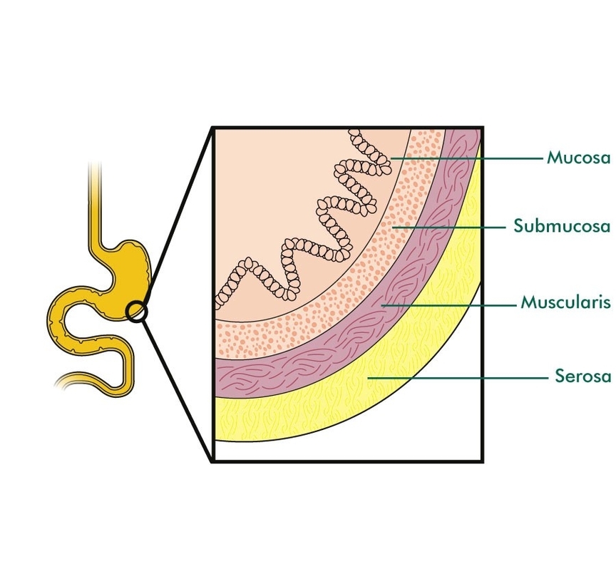 4 Layers Of Stomach Wall