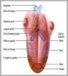 4 Types Of Taste Buds Image