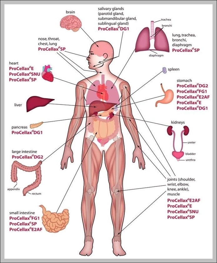 A Diagram Of The Human Body Image