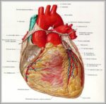 A Human Heart Image