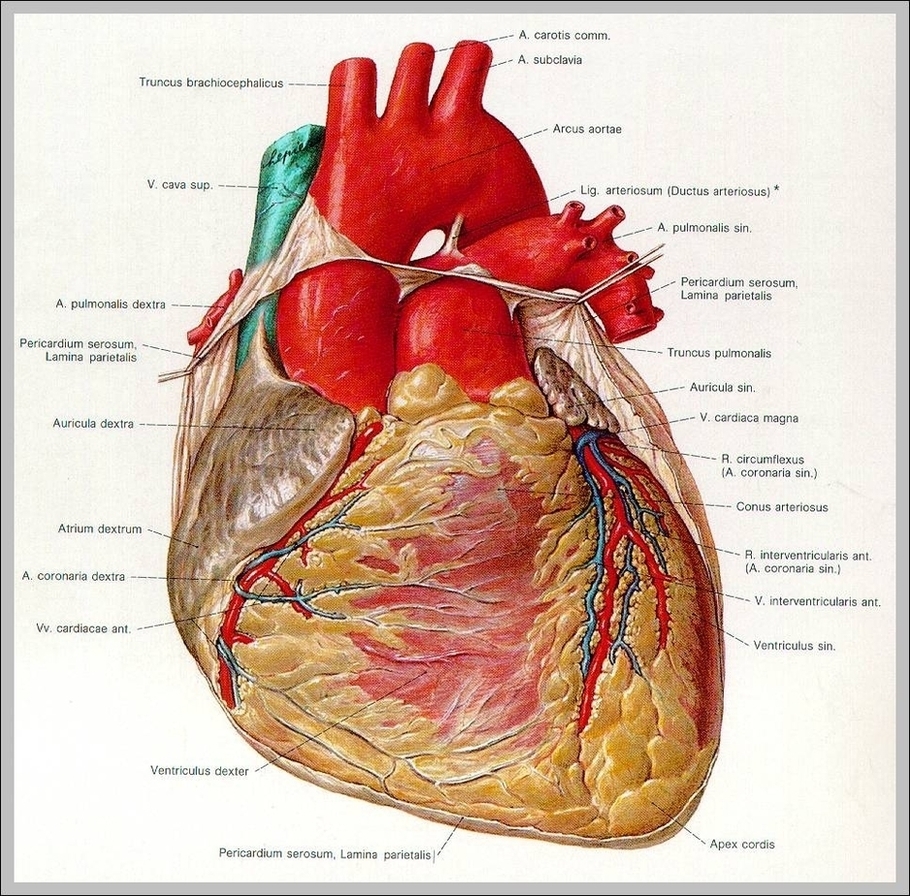 A Human Heart Image