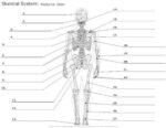 A Skeleton With Labelshuman Skeleton Diagram With Labels Described