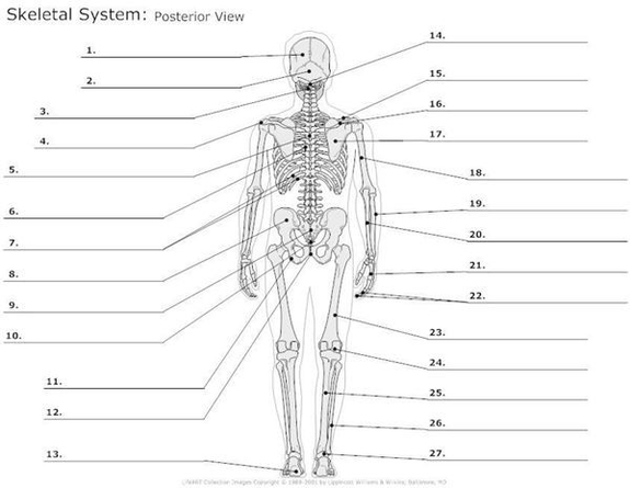 A Skeleton With Labelshuman Skeleton Diagram With Labels Described