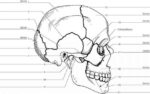 A Skeleton With Labelshuman Skeleton Diagram With Labels Study