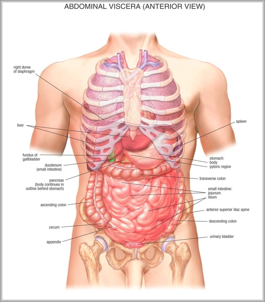 Abdomin Image