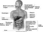 Abdominal Anatomy