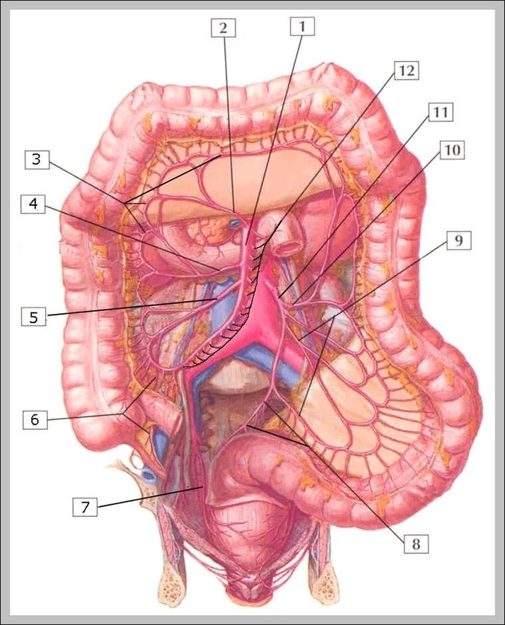 Abdominal Anatomy Picture Image