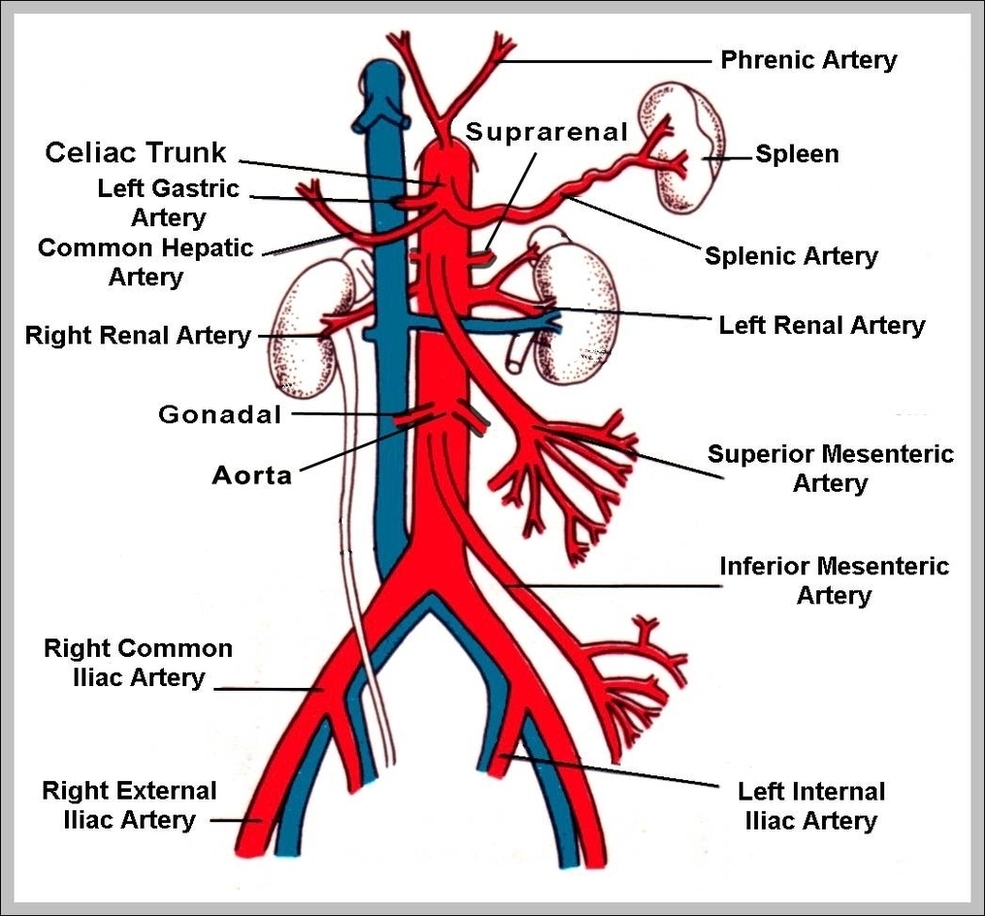 Abdominal Arteries Image