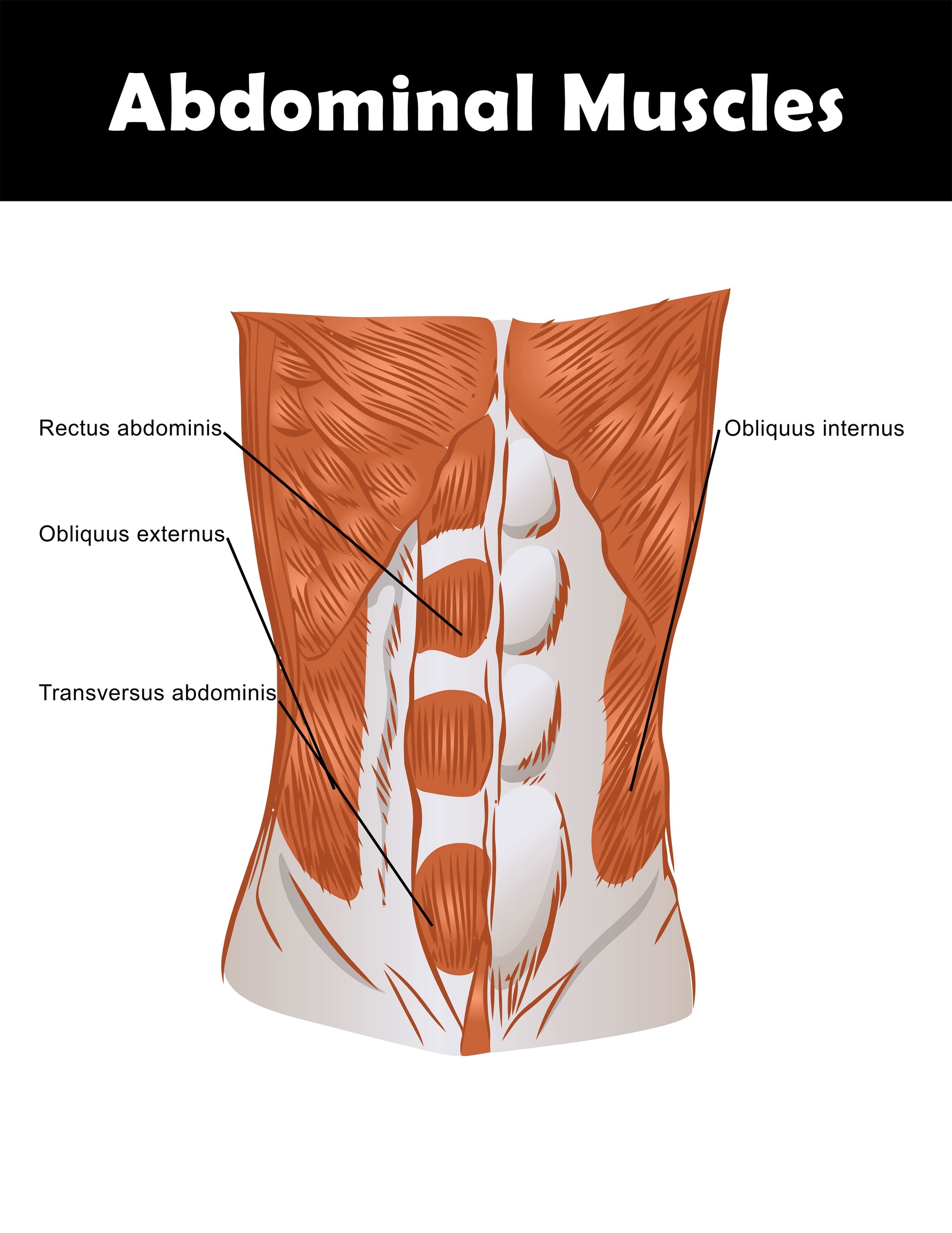 Abdominal Muscles Illustration