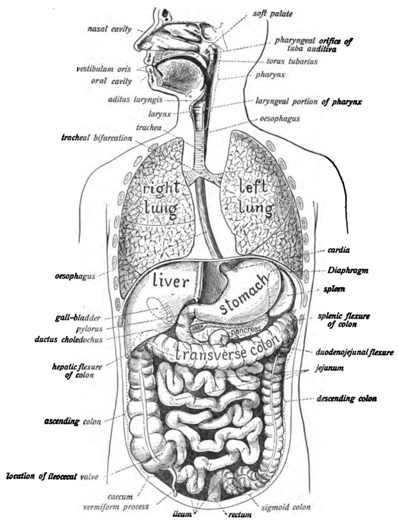 Abdominal Organs Diagram Visual