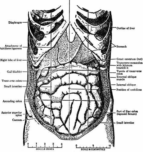 Abdominal Organs