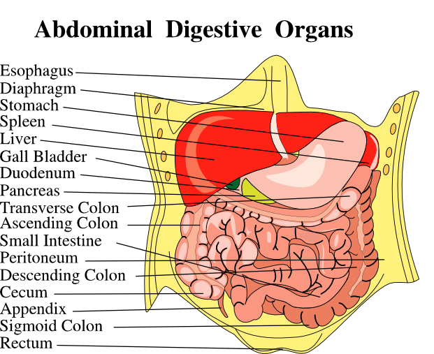 Abdominal body parts with names