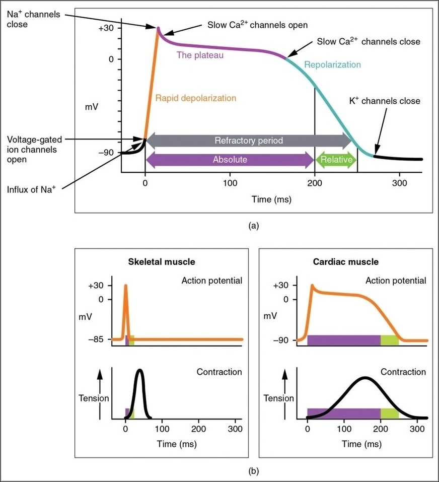Action Potential Heart Contraction