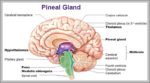 Adenoids And Tonsils Image