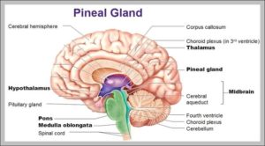 Adenoids And Tonsils Image | Anatomy System - Human Body Anatomy ...