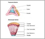 Adrenal Gland Diagram Image