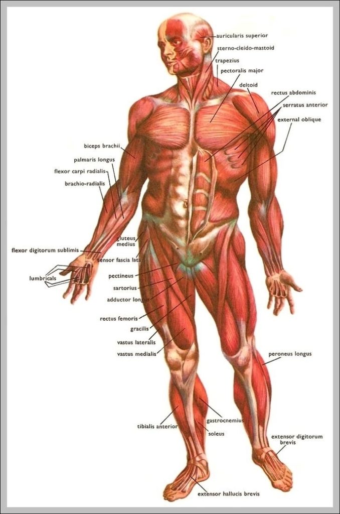 All Body Muscles Image