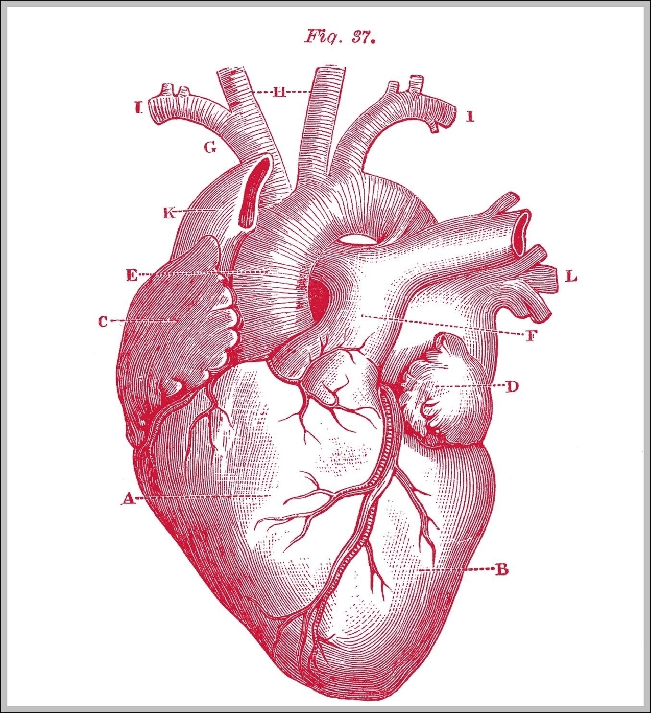 Anatomic Heart Image