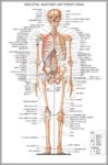 Anatomical Chart Image