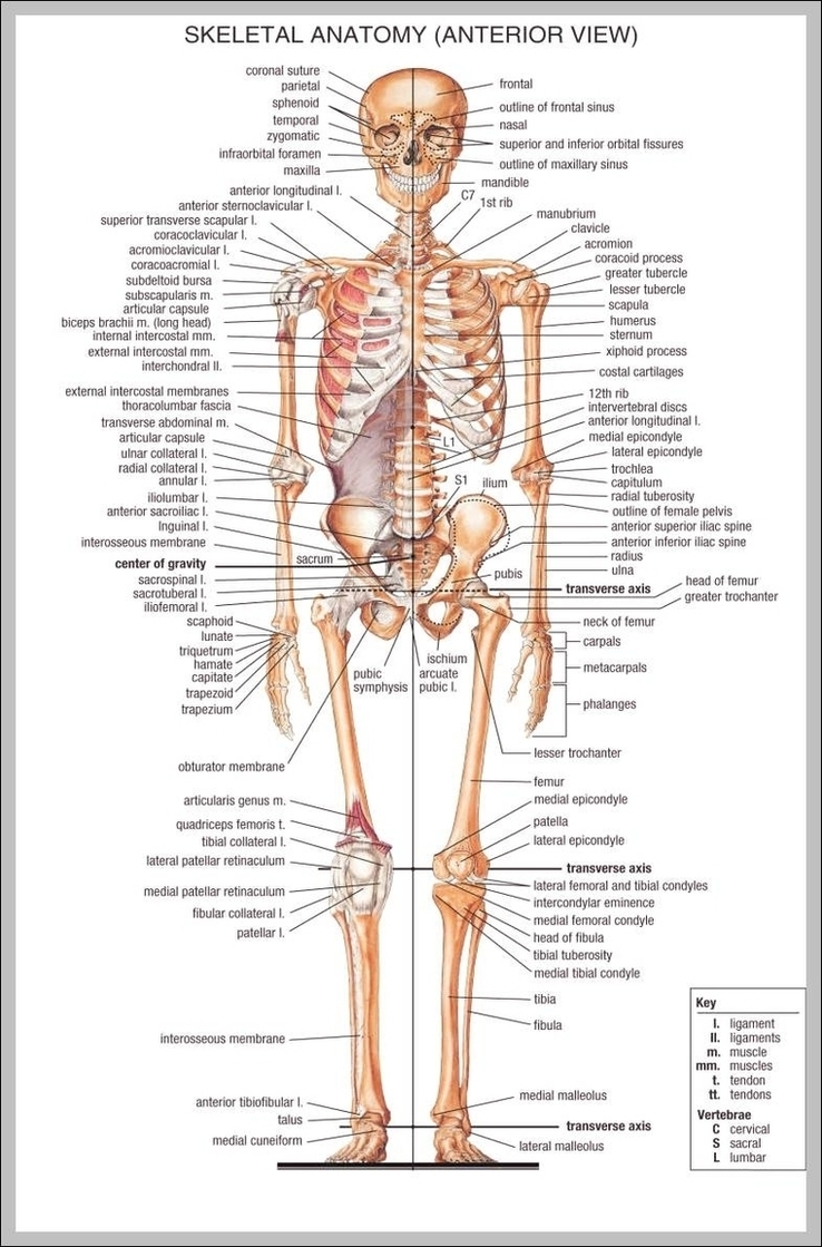 Anatomical Chart Image