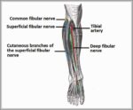 Anatomical Course of the Common Fibular Nerve and its Terminal Branches Diagram