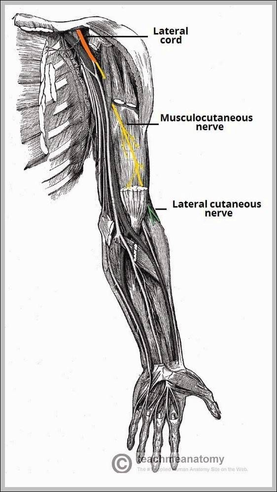 Anatomical Course of the Musculocutaneous Nerve Diagram