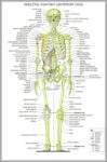 Anatomical Diagram Of Body