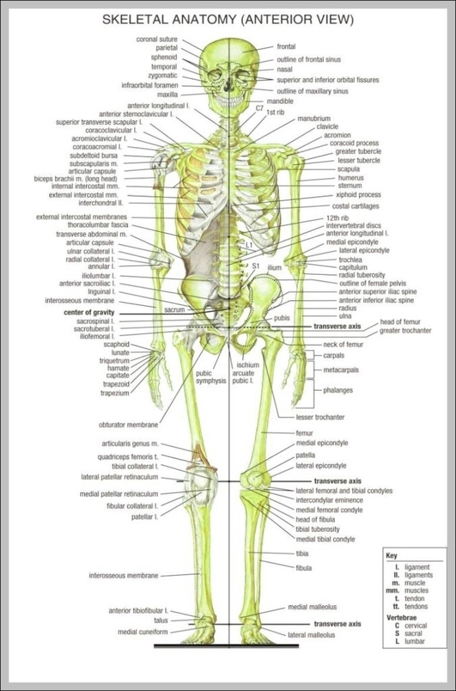Anatomical Diagram Of Body