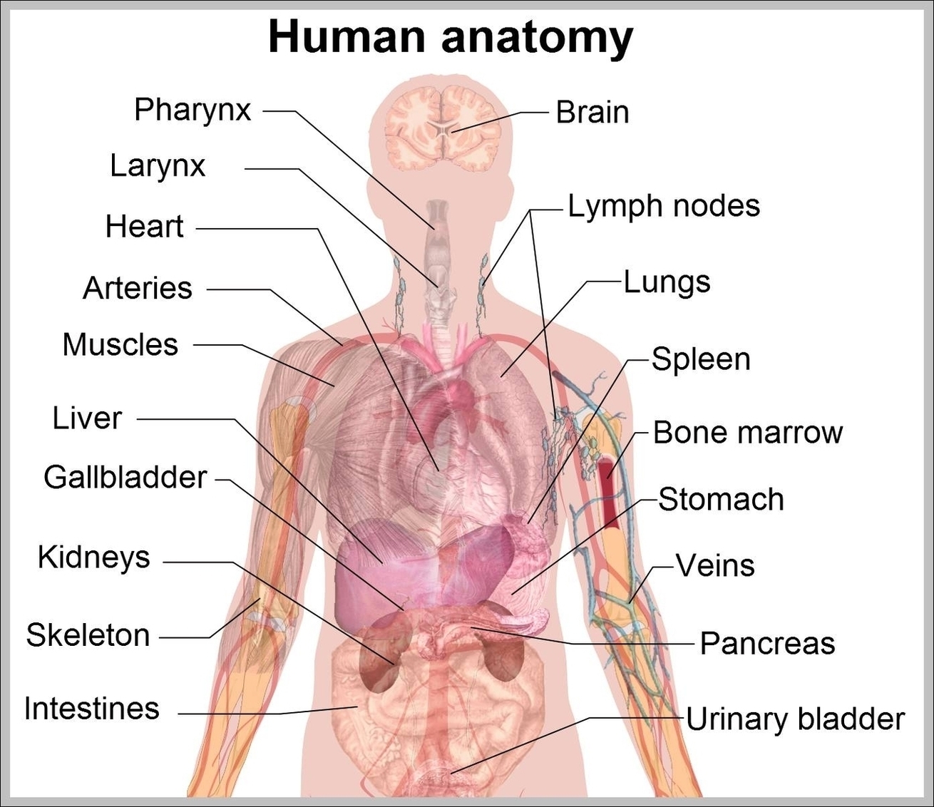 Anatomical Human Body Image