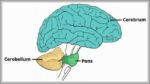 Anatomical Position Cerebellum Diagram