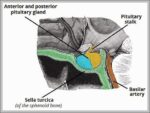 Anatomical Position and Relations of Pituitary Gland Diagram