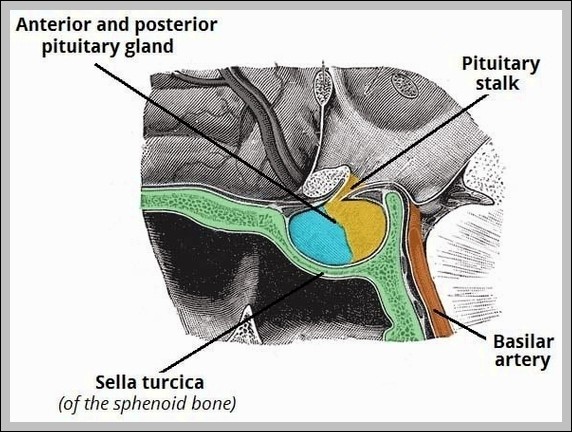 Anatomical Position and Relations of Pituitary Gland Diagram