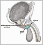 Anatomical Position of the Bulbourethral Glands Diagram