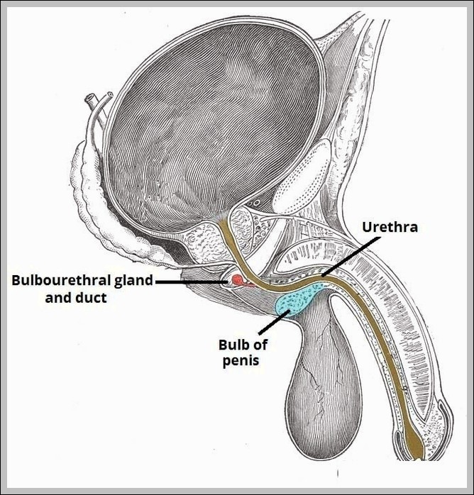 Anatomical Position of the Bulbourethral Glands Diagram