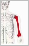 Anatomical Position of the Humerus Diagram